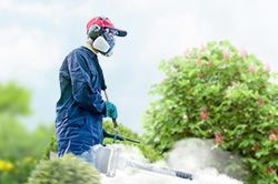 Обработка сада от паразитов - необходимые меры и их регулярность  в Сургуте