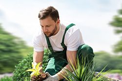 Озеленение и городское благоустройство, создание комфортной среды  в Сургуте