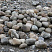 Kamenclub.ru: Речной валун (Ассорти) фр.100-300 мм.  купить в Сургуте галечник серый, темно-серый, светло-серый речная галька крупных размеров 4200 руб/т   фото КАМЕНЬ КЛУБ