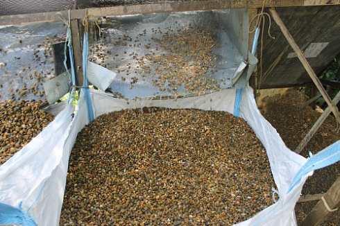 Kamenclub.ru: Галька окат (серо-желтая) фр.10-20 мм. купить  в Сургуте галька серо-желтая, рыжая, серый речная окатанная округлая галька 5000 руб/т   фото КАМЕНЬ КЛУБ