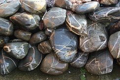 Kamenclub.ru: Валунчик Паутинник фр.100-300 мм  купить в Сургуте крупный природный камень галечник темно-серый с прожилками белый черный речной валунчик 5000 руб/т   фото КАМЕНЬ КЛУБ