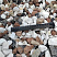 Kamenclub.ru: Мраморная крошка (щебень крошка микс : белый-черный-розовый) фр. 20-40 мм.  купить в Сургуте мрамор белый, черный, розовый декоративная ландшафтная крошка 12000 руб/т   фото КАМЕНЬ КЛУБ