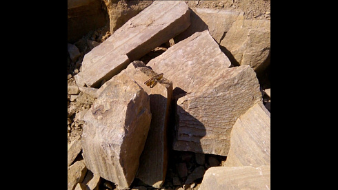 Kamenclub.ru: Песчаник пластушка желтый с рисунком (4-6 см)  купить в Сургуте плитняк пластушка желтый с рисунком песчаник 9 000 руб/м3   фото КАМЕНЬ КЛУБ