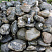 Kamenclub.ru: Валунчик Паутинник фр.100-300 мм  купить в Сургуте крупный природный камень галечник темно-серый с прожилками белый черный речной валунчик 5000 руб/т   фото КАМЕНЬ КЛУБ