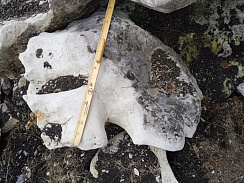 Kamenclub.ru: Выветренный известняк со мхом фр. 100-500 мм.  купить в Сургуте известняк серый белый зеленый валун известняковый крупный 10000 руб/т   фото КАМЕНЬ КЛУБ