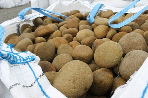 Kamenclub.ru: Песчаник ядра, фр. 100-300 мм  купить в Сургуте песчаник бежевый серый рыжий речная галька 5 000 руб/т   фото КАМЕНЬ КЛУБ