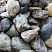 Kamenclub.ru: Речной валун Кабанчик фр.300-500 мм.  купить в Сургуте крупный природный камень галька серый, темно-серый речной валун галечник масштабный 7000 руб/т   фото КАМЕНЬ КЛУБ