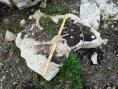 Kamenclub.ru: Выветренный известняк со мхом фр. 100-500 мм.  купить в Сургуте известняк серый белый зеленый валун известняковый крупный 10000 руб/т   фото КАМЕНЬ КЛУБ