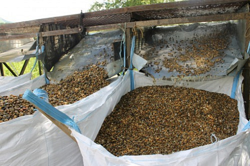 Kamenclub.ru: Галька окат (серо-желтая) фр.10-20 мм. купить  в Сургуте галька серо-желтая, рыжая, серый речная окатанная округлая галька 5000 руб/т   фото КАМЕНЬ КЛУБ