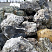 Kamenclub.ru: Черный гранит - кварцит фр. 100-500 мм.  купить в Сургуте мрамор гранит черный с белыми прожилками, серый, белый валун скальный колотый 7000 руб/т   фото КАМЕНЬ КЛУБ