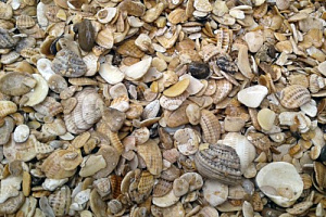 Морская ракушка фр. 5-20 мм  купить в Сургуте фото Камень Клуб