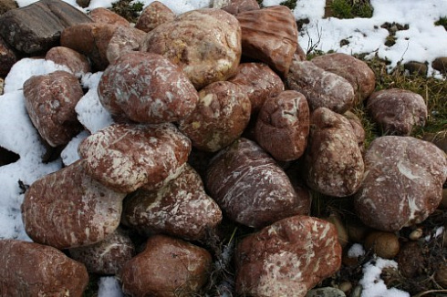 Kamenclub.ru: Розовый валунчик фр.100-300 мм.  купить в Сургуте крупный природный камень розовый, серый молочный красный речной галечник природный 7850 руб/т   фото КАМЕНЬ КЛУБ